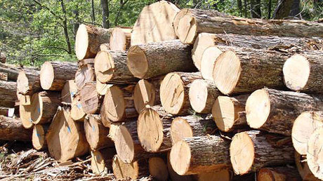 کشف بیش از 15 تُن چوب بلوط قاچاق در نجف آباد