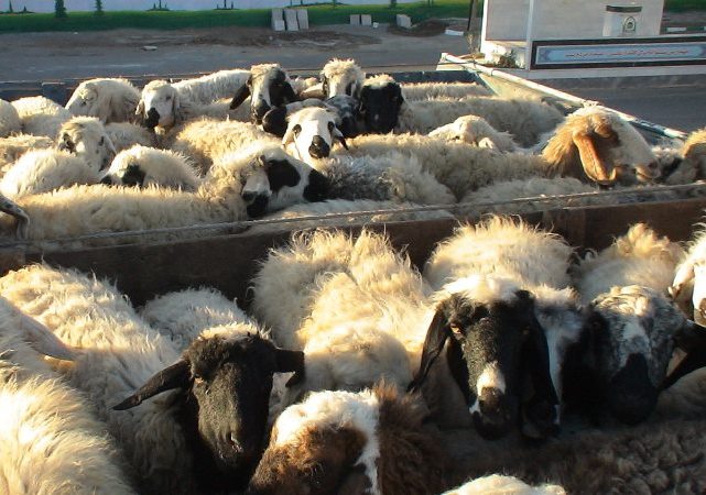 کشف گوسفند قاچاق در فراشبند