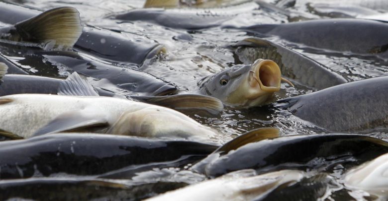 افزایش تولید ماهیان گرمابی در کاشمر