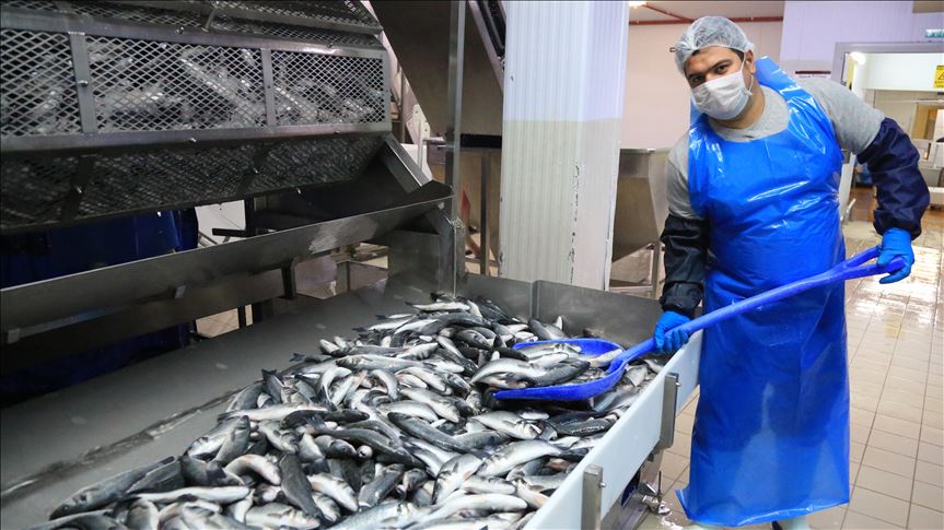 صادرات ماهی بر مبنای الگوهای بهداشتی