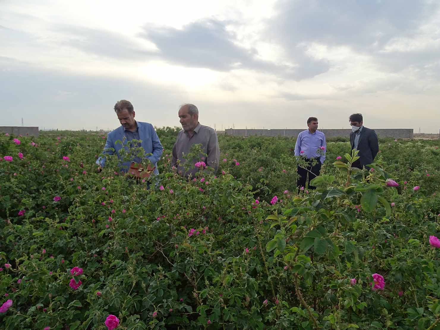 آغاز برداشت گل محمدی از مزارع شهرستان اشکذر