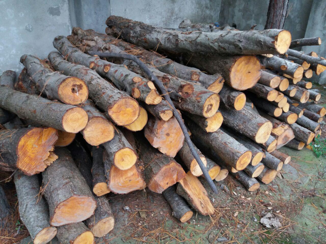 کشف چوب قاچاق بلوط در اقلید