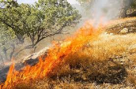 خسارت ۲ میلیارد تومانی آتش سوزی به باغات مرکبات بخش توکهور