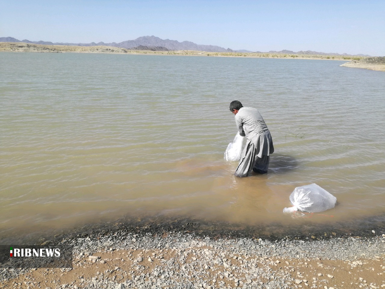 رونق آبزی پروری در جنوب سیستان و بلوچستان