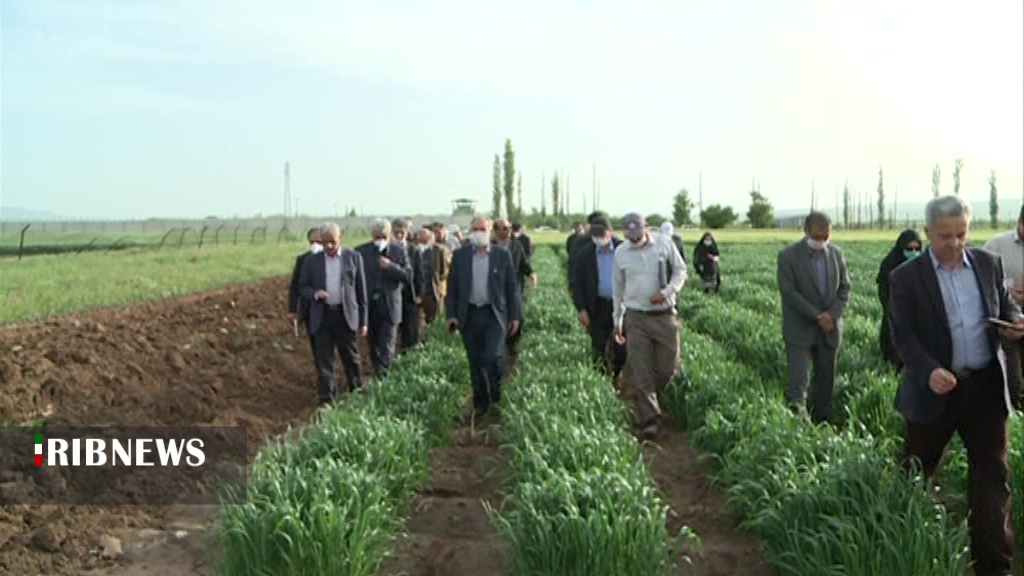 تولید گندم در ایران، امسال از 14 میلیون تن فراتر می‌رود