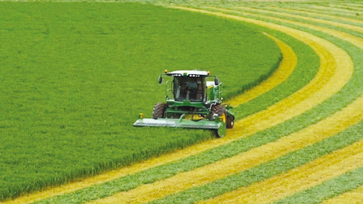پیش بینی برداشت 14 هزار تن گندم از مزارع شهرستان جوانرود