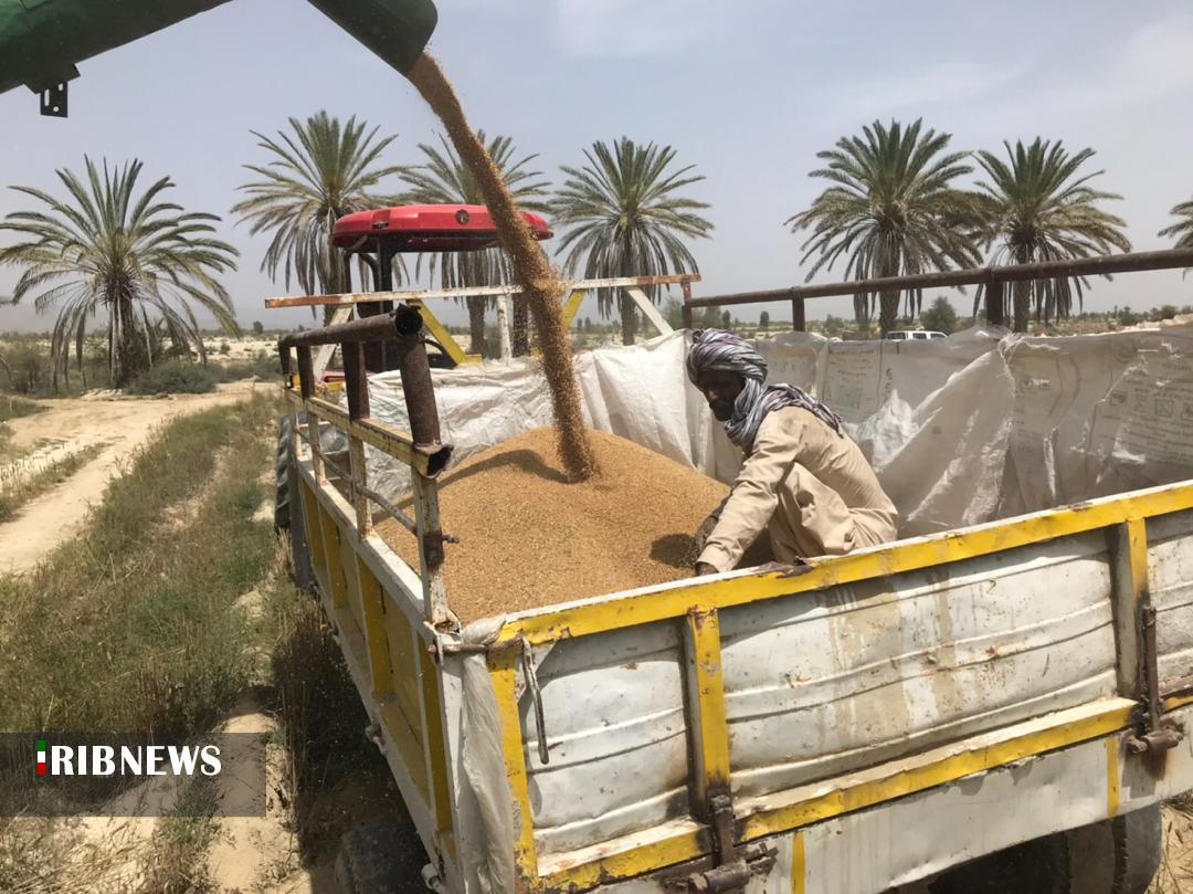 خرید ۷۱۰تُن گندم مازاد بر مصرف از کشاورزان سیستان و بلوچستان