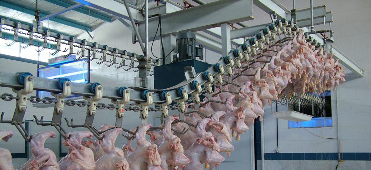 نبود محدودیت در خرید مرغ منجمد از تولیدکنندگان