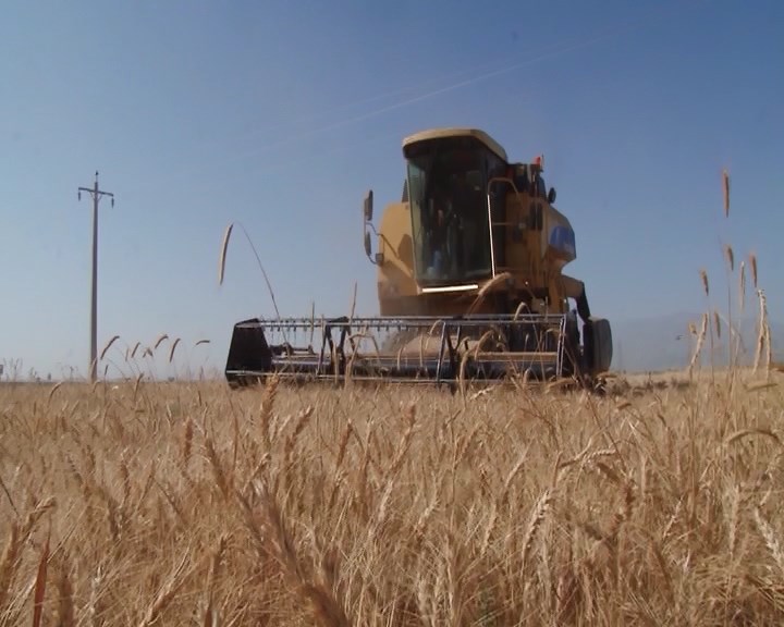 پیش بینی تولید ۷۴۰ هزار تن گندم در استان همدان