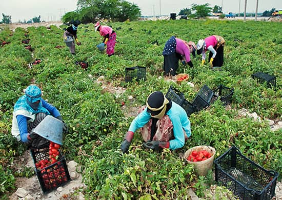 آغاز برداشت گوجه فرنگی در جنوب فارس