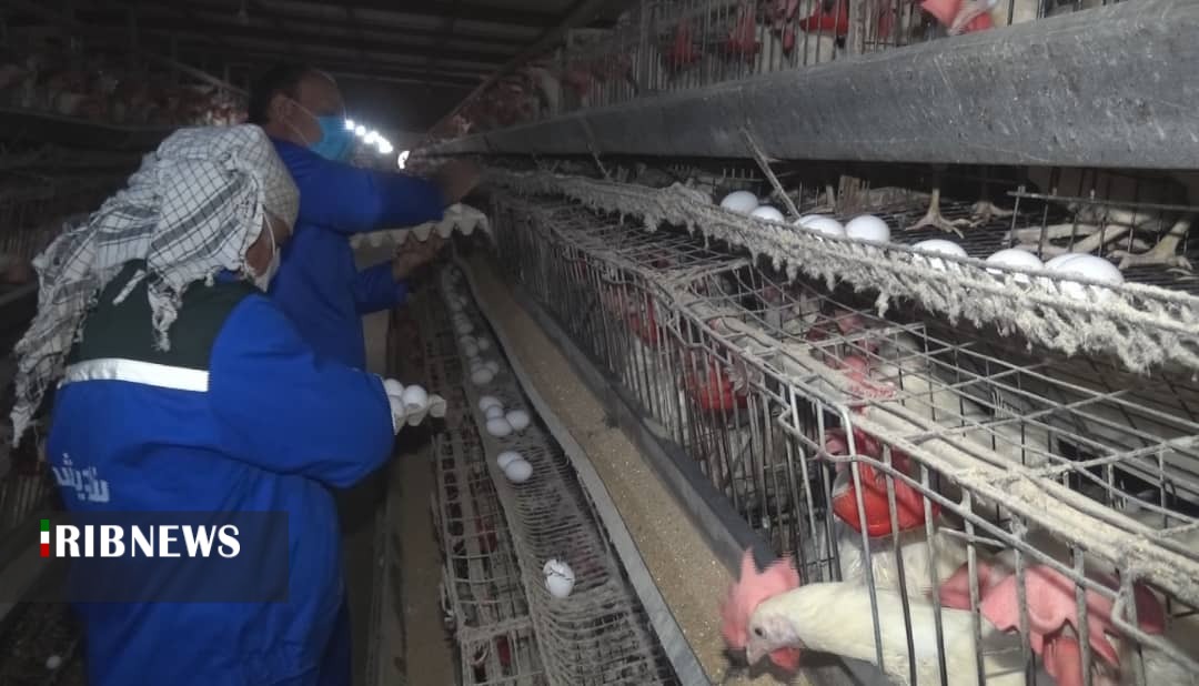 تولید سالانه بیش از 600 تن تخم مرغ در کهگیلویه