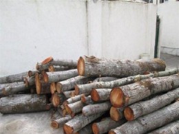 کشف 110 اصله چوب آلات قاچاق جنگلی