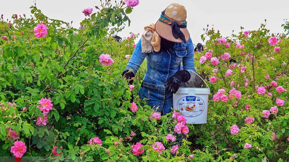 آغاز برداشت گل محمدی از گلستانهای خوی قطب تولید قیزیل کول در استان گزار ش دارد