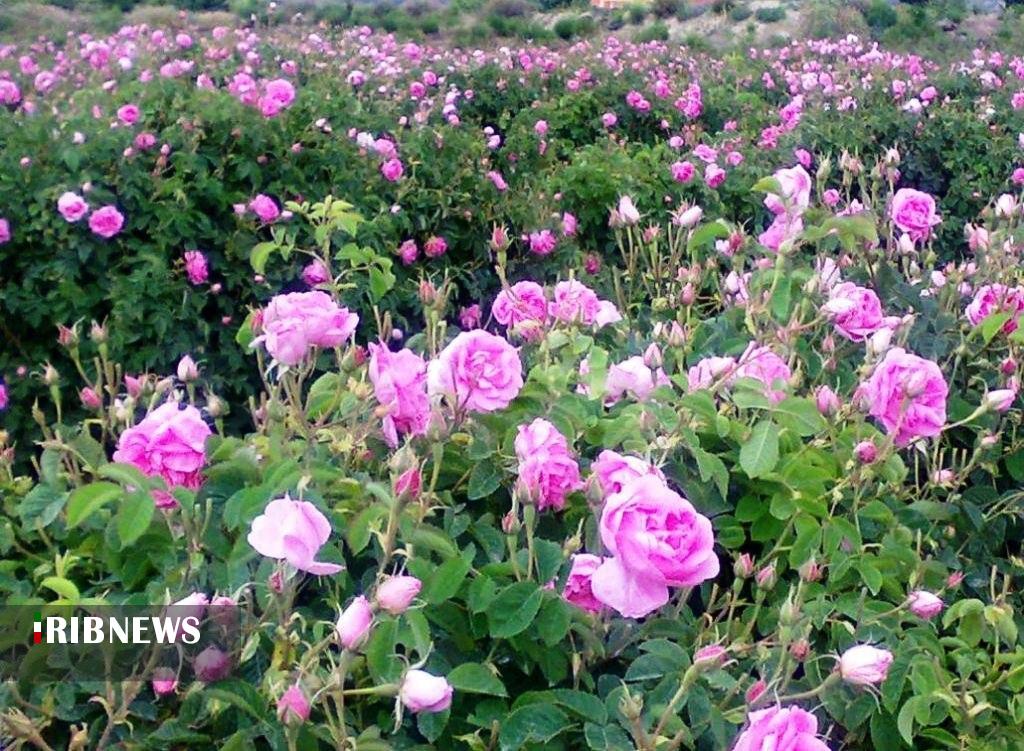 پبش بینی برداشت بیش از   20 تن گل محمدی  در  نیشابور