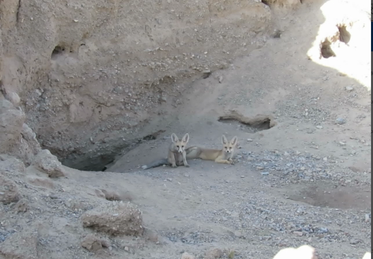 مشاهده روباه‌های معمولی در یزد
