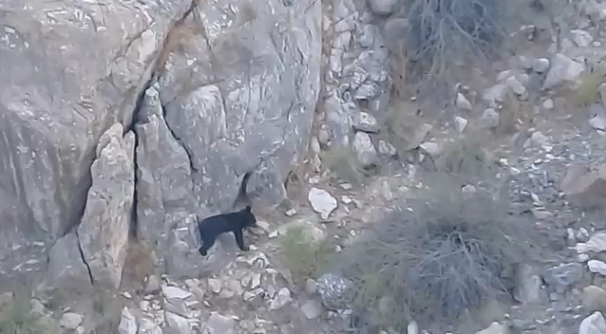 مشاهده خرس سیاه آسیایی در ارتفاعات رودان