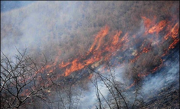 انسان عامل ۹۵ درصد آتش سوزی جنگل‌ها در استان کرمانشاه