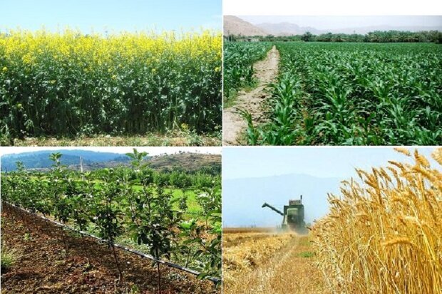 افزایش  ۱۰ درصدی تولیدات کشاورزی بنیاد مستضعفان