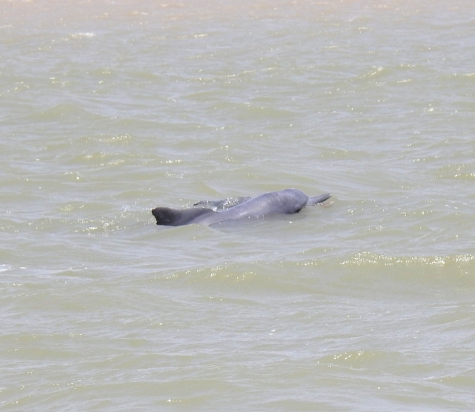 مشاهده و ثبت ۳ دلفین گوژپشت در آبهای خوزستان