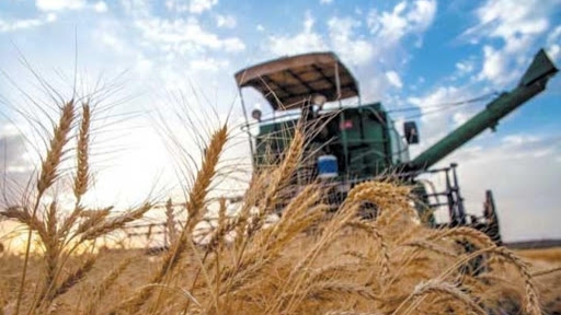خرید ۲۲۰ هزار تن گندم در سال جاری