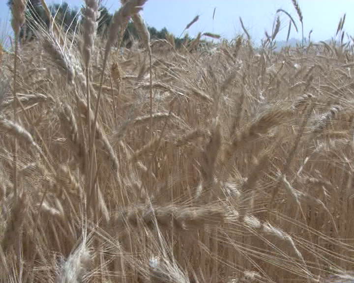 خرید بیش از 18 هزار تن گندم از کشاورزان سیستان وبلوچستان
