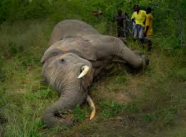 معمای مرگ بیش از ۱۱۰ زنجیر فیل