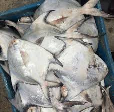 صید ماهی حلوا سفید در صیدگاه‌های خوزستان  ممنوع شد