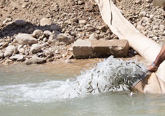 رهاسازی بچه ماهیان استخوانی در رودخانه‌های گلستان