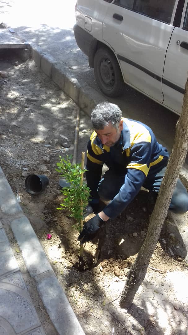 به همت نیرو‌های مردم نهاد برای کاشت انواع گل‌ها در بهمن