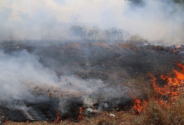 مهار آتش‌سوزی بوستان جنگلی عامری دیلم