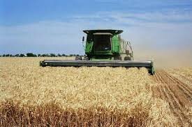پیش بینی برداشت بیش از هفت هزار تن گندم از مزارع شهرستان سربیشه