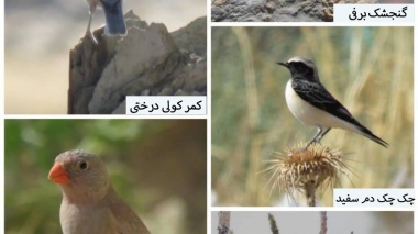 ثبت ۵ گونه پرنده جدید در استان مرکزی