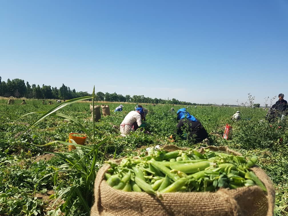 پیش بینی برداشت ۲ هزار تن نخود فرنگی از مزارع ساوجبلاغ