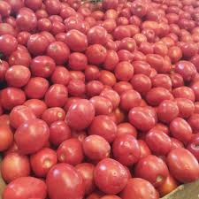 خریداری بیش از ۴ هزار تُن گوجه از کشاورزان جنوب کرمان
