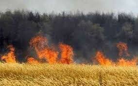 مهار آتش سوزی در20 هکتار مزرعه گندم در مشهد