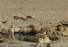وجود ۲۵ درصد حیات وحش کشور در استان اصفهان