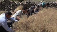 برداشت زیره سیاه در روستای بهدان