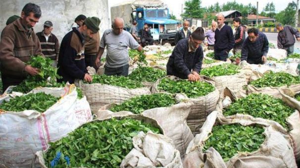 پرداخت بخشی از مطالبات چایکاران شمالی