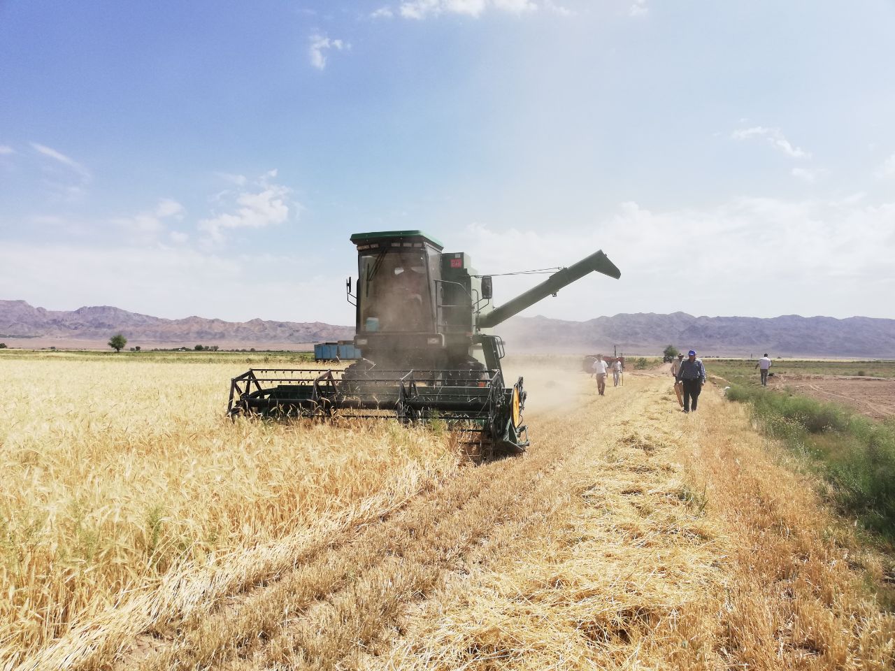 آغاز برداشت محصول جو در فیروزه