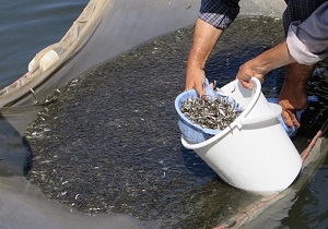 رهاسازی یک میلیون و ۳۰۰ هزار بچه ماهی در تالاب‌های شوشتر