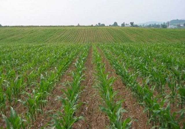 اختصاص ۳۶ هزار هکتار اراضی کارون به کشت محصولات زراعی