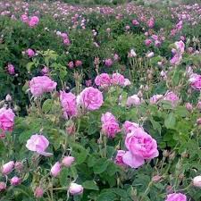 گل محمدی محصولی ناب برای کشاورزی در سیستان و بلوچستان