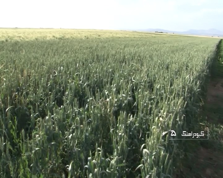 پیش بینی برداشت 750 هزار تن گندم از مزارع استان همدان در سال جاری