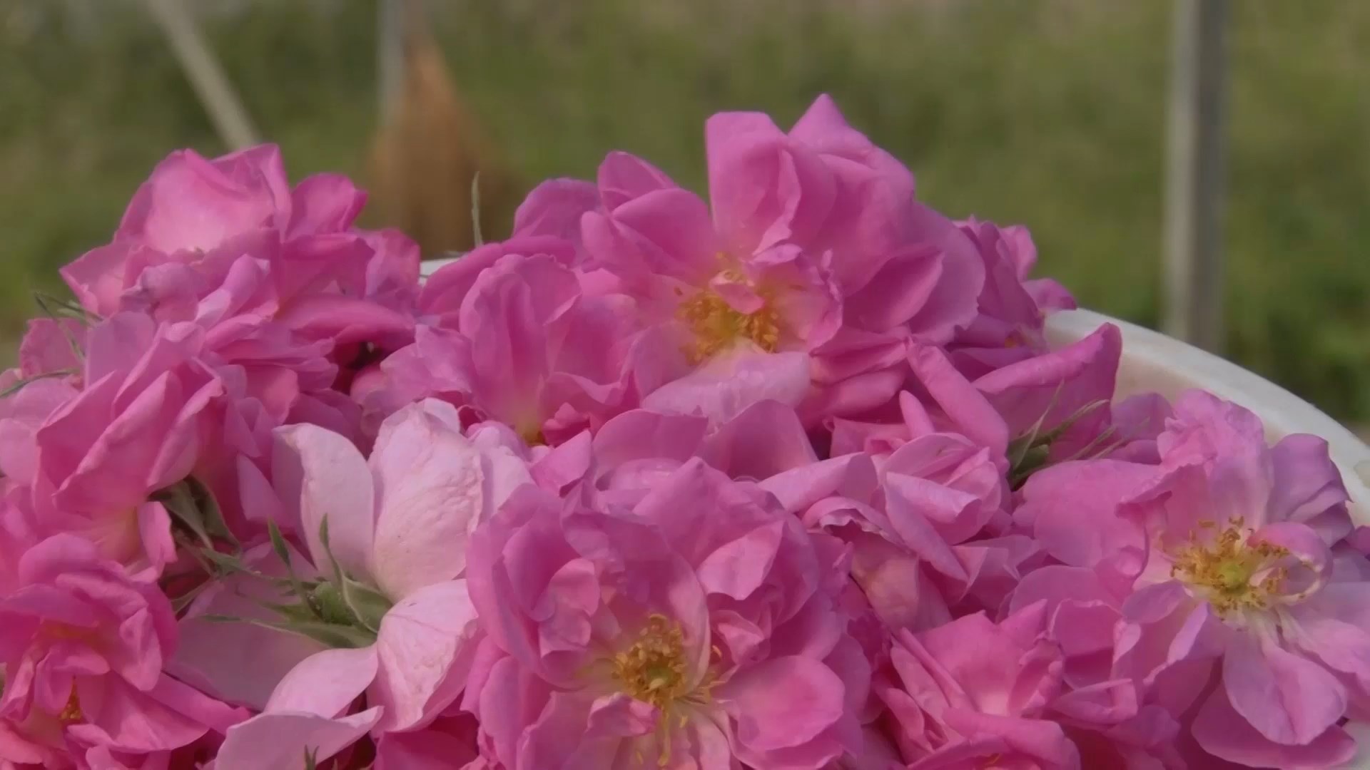 برداشت 200 تن گل محمدی از گلستانهای شهرستان آران و بیدگل