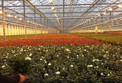 ارزآوری ۴۰ میلیون دلاری صادرات گل و گیاهان زینتی