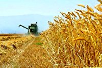 تولید ۸۰ هزار تن گندم با همت کشاورزان ساوجی