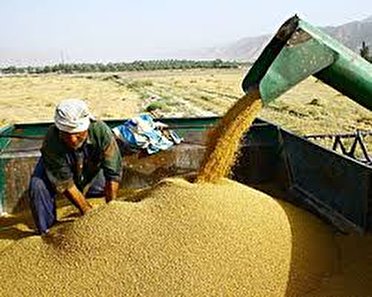  خرید گندم از کشاورزان استان مرکزی