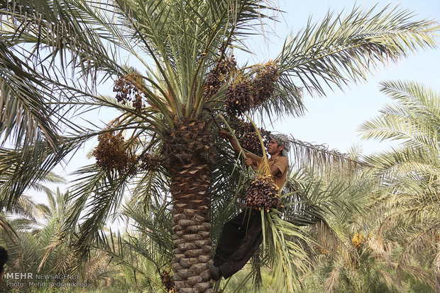 مبارزه با کنه گردآلود خرما در شهرستان کارون