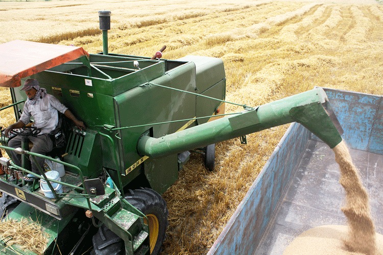 افزایش تولید گندم در قیروکارزین