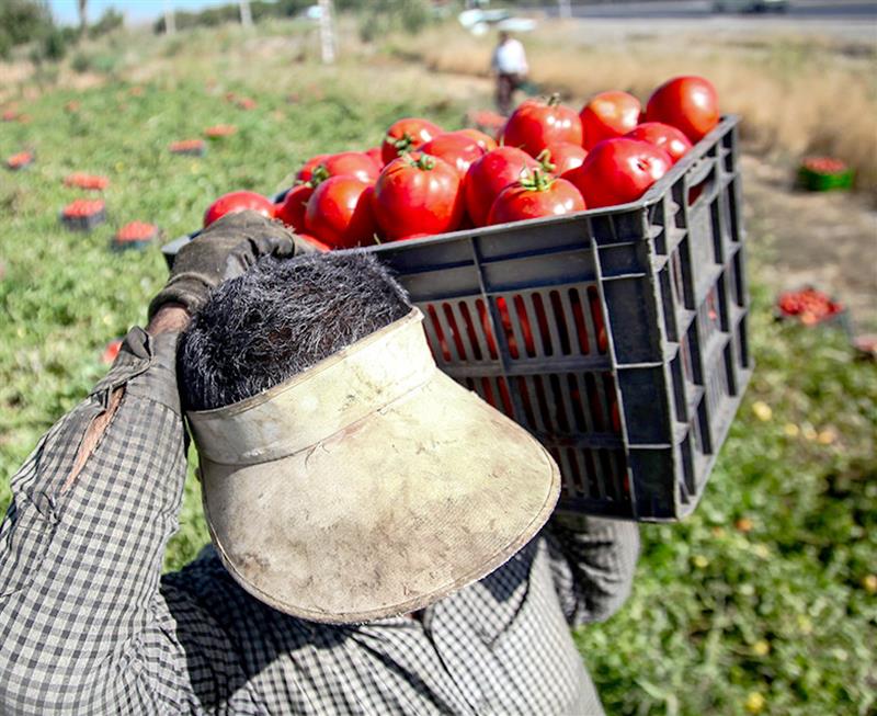 خرید گوجه از کشاورزان خوزستانی